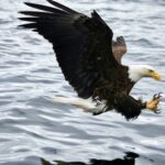 2022-Eagle_Wings-Alaska-Wildnerness-Lodge0