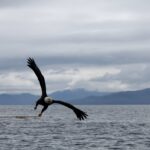 2022-Eagle_Wings-Alaska-Wildnerness-Lodge1