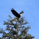 2022-Eagle_Wings-Alaska-Wildnerness-Lodge32