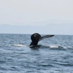 Whale sighting Alaska