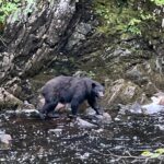 Bear sighting Alaska